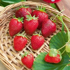 WILLEMSE FRANCE - Fraisier remontant cirafine - le paquet de 20 plants en racines nues