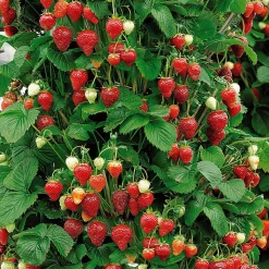 WILLEMSE FRANCE - Fraisier grimpant et remontants mount everest - les 6 pots / 7cm