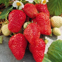 WILLEMSE FRANCE - Fraisier grimpant et remontants mount everest - les 6 pots / 7cm