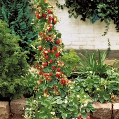 WILLEMSE FRANCE - Fraisier grimpant et remontants mount everest - les 6 pots / 7cm