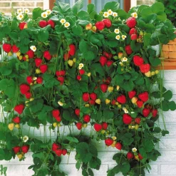 WILLEMSE FRANCE - Fraisier grimpant et remontants mount everest - les 6 pots / 7cm