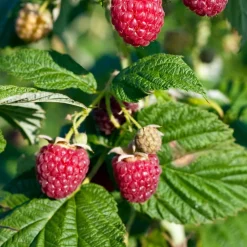 WILLEMSE FRANCE - Framboisier nain sweet sister - le pot / ø 13cm / hauteur livrée 20-30cm