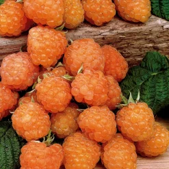 WILLEMSE FRANCE - Framboisier remontant fallgold - le pot / 2l / hauteur livrée 40-50cm