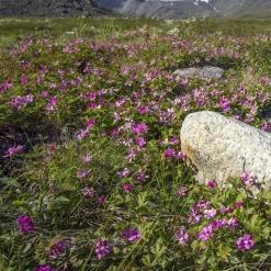 WILLEMSE FRANCE - Framboisier arctique - le pot / ø 9cm