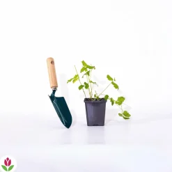 WILLEMSE FRANCE - Framboisier arctique - le pot / ø 9cm