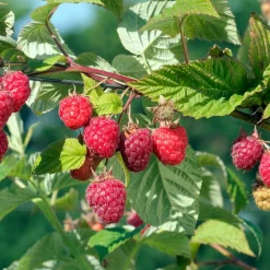 WILLEMSE FRANCE - Framboisier remontant heritage - le paquet de 2 racines nues / 1 branche