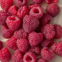 WILLEMSE FRANCE - Framboisier remontant heritage - le paquet de 2 racines nues / 1 branche