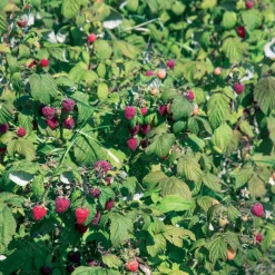 WILLEMSE FRANCE - Framboisier remontant heritage - le paquet de 2 racines nues / 1 branche