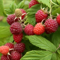 WILLEMSE FRANCE - Framboisier remontant autumn first - le pot / 2l / hauteur livrée 40-50cm, vendu par lot de 2