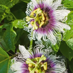 WILLEMSE FRANCE - Fruit de la passion frederick - le pot / ø 9cm / hauteur livrée 20-40cm, vendu par lot de 4