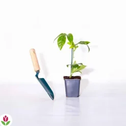 WILLEMSE FRANCE - Fruit de la passion frederick - le pot / ø 9cm / hauteur livrée 20-40cm, vendu par lot de 4