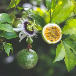 WILLEMSE FRANCE - Fruit de la passion frederick - le pot / ø 9cm / hauteur livrée 20-40cm, vendu par lot de 2