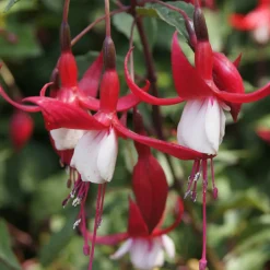 WILLEMSE FRANCE - Fuchsia mme cornelissen - le pot / ø 9cm