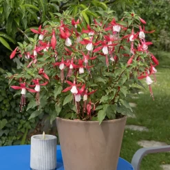 WILLEMSE FRANCE - Fuchsia mme cornelissen - le pot / ø 9cm