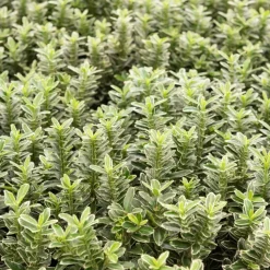 WILLEMSE FRANCE - Fusain du japon microphyllus albovariegatus - le pot / ø 9cm, vendu par lot de 2