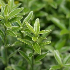 WILLEMSE FRANCE - Fusain du japon microphyllus albovariegatus - le pot / ø 9cm, vendu par lot de 2