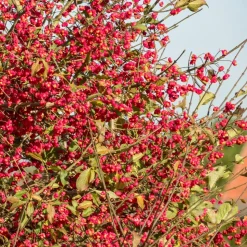 WILLEMSE FRANCE - Fusain d'europe - le pot / 2l / hauteur livrée 30-40cm, vendu par lot de 2