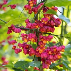 WILLEMSE FRANCE - Fusain d'europe - le pot / 2l / hauteur livrée 30-40cm, vendu par lot de 2