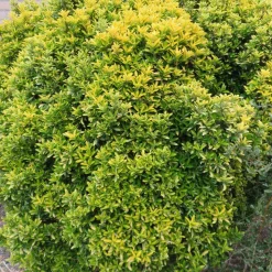 WILLEMSE FRANCE - Fusain du japon aureovariegatus - le pot / ø 9cm, vendu par lot de 2