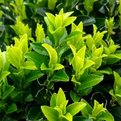 WILLEMSE FRANCE - Fusain du japon 'green spire' - le pot / ø 9cm, vendu par lot de 2