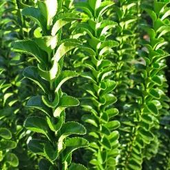 WILLEMSE FRANCE - Fusain du japon 'green spire' - le pot / ø 9cm, vendu par lot de 2