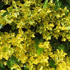 WILLEMSE FRANCE - Fusain emerald and gold - le pot / ø 9cm / hauteur livrée 30-40cm, vendu par lot de 4