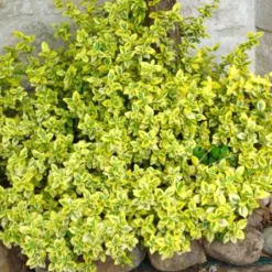 WILLEMSE FRANCE - Fusain emerald and gold - le pot / ø 9cm / hauteur livrée 30-40cm, vendu par lot de 4