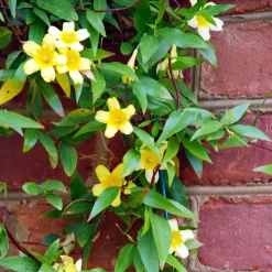 WILLEMSE FRANCE - Gelsemium sempervirens - le pot / ø 9cm, vendu par lot de 2