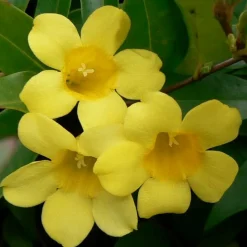 WILLEMSE FRANCE - Gelsemium sempervirens - le pot / ø 9cm