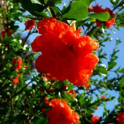 WILLEMSE FRANCE - Grenadier à fleurs - le pot / ø 9cm