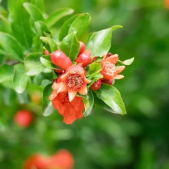 WILLEMSE FRANCE - Grenadier à fruits - le pot / ø 15cm / hauteur livrée 40-50cm
