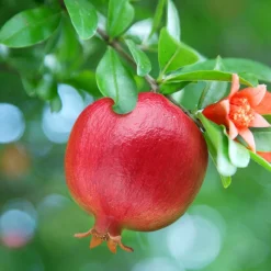 WILLEMSE FRANCE - Grenadier à fruits - le pot / ø 15cm / hauteur livrée 40-50cm