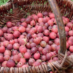 WILLEMSE FRANCE - Groseillier à maquereau - le pot / 2l / hauteur livrée 40-50cm, vendu par lot de 2