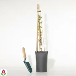 WILLEMSE FRANCE - Groseillier à maquereau - le pot / 2l / hauteur livrée 40-50cm