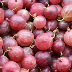 WILLEMSE FRANCE - Groseillier à maquereau hinnonmäki rouge - le pot / 2l / hauteur livrée 40-50cm