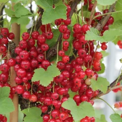 WILLEMSE FRANCE - Groseiller rovada - le paquet de 2 racines nues / 5-7 branches / hauteur livrée 30-40cm