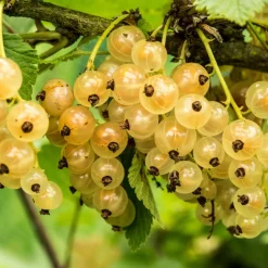 WILLEMSE FRANCE - Groseiller witte hollander - le pot / ø 9cm / hauteur livrée 30-35cm