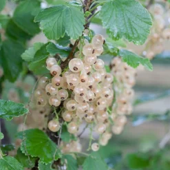 WILLEMSE FRANCE - Groseiller witte hollander - le pot / ø 9cm / hauteur livrée 30-35cm