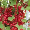 WILLEMSE FRANCE - Groseiller rovada - le paquet de 2 racines nues / 3-5 branches / hauteur livrée 30-40cm