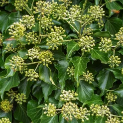 WILLEMSE FRANCE - Hedera helix arborescens - lierre arbustif - le pot / 2l / hauteur livrée 25-30cm