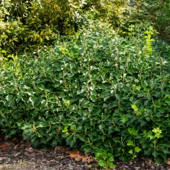 WILLEMSE FRANCE - Hedera helix arborescens - lierre arbustif - le pot / 2l / hauteur livrée 25-30cm