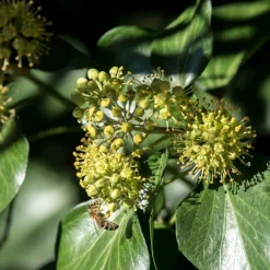 WILLEMSE FRANCE - Hedera helix arborescens - lierre arbustif - le pot / 2l / hauteur livrée 25-30cm