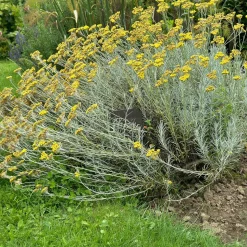 WILLEMSE FRANCE - Herbe à curry - le pot / ø 9cm, vendu par lot de 2