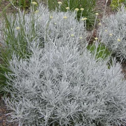 WILLEMSE FRANCE - Herbe à curry - le pot / ø 9cm, vendu par lot de 2