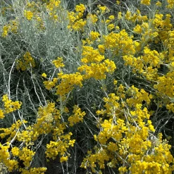 WILLEMSE FRANCE - Herbe à curry - le pot / ø 9cm, vendu par lot de 2