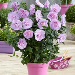 WILLEMSE FRANCE - Hibiscus lavender chiffon - le pot / 2l / hauteur livrée 20-30cm, vendu par lot de 2