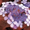 WILLEMSE FRANCE - Hortensia été indien - le pot / ø 13cm / 3-5 branches / hauteur livrée 15-20cm, vendu par lot de 2
