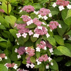 WILLEMSE FRANCE - Hortensia été indien - le pot / ø 13cm / 3-5 branches / hauteur livrée 15-20cm, vendu par lot de 2