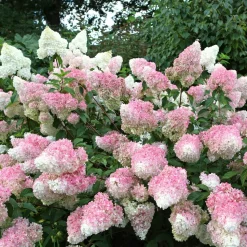 WILLEMSE FRANCE - Hortensia paniculé vanille fraise® renhy - le pot / 8cm, vendu par lot de 2