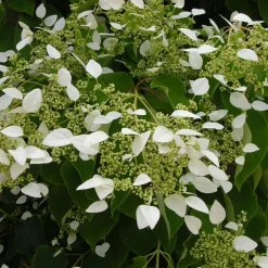 WILLEMSE FRANCE - Hortensia grimpant du japon - le pot / 1.5l / hauteur livrée 20-60cm